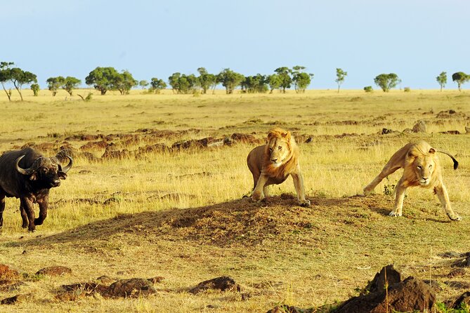 3 Days Safari Serengeti & Ngorongoro Crater - Pickup and Dropoff Arrangements