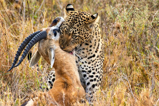 3 Days Safari Serengeti & Ngorongoro Crater - Accessibility and Health Considerations