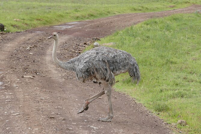 3 Days Safari Serengeti & Ngorongoro Crater - Guest Feedback and Reviews