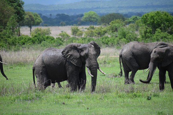 3 Days Safari to Mikumi and Udzungwa - Meeting and Pickup
