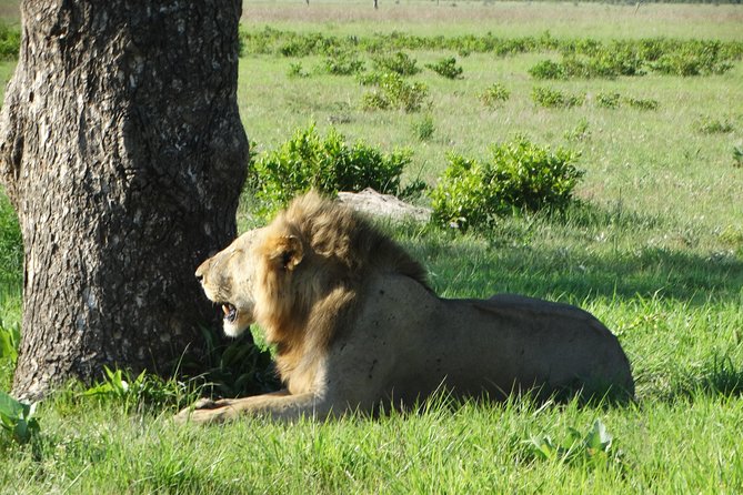 3 Days Safari to Mikumi NP - Accommodation Inside the Park - Highlights of Mikumi National Park
