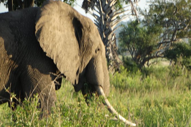 3 Days Safari to Mikumi NP - Accommodation Inside the Park - Safari Game Drives in 4x4