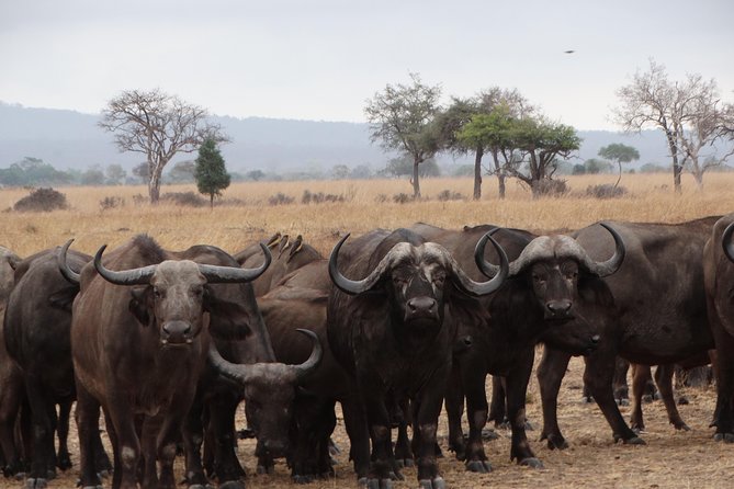 3 Days Safari to Mikumi NP - Accommodation Inside the Park - Included Meals and Dining Experience