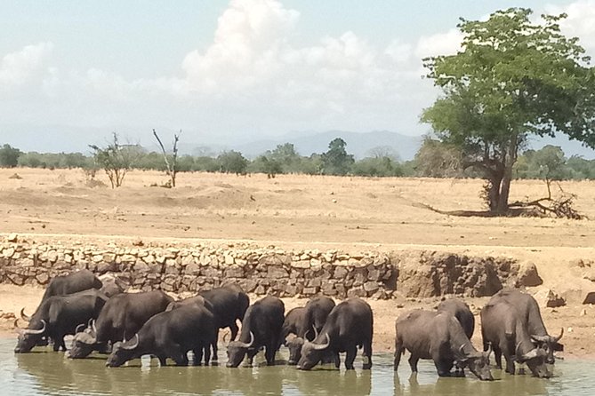 3 Days Safari to Mikumi NP - Accommodation Inside the Park - Logistics and Transportation Arrangements