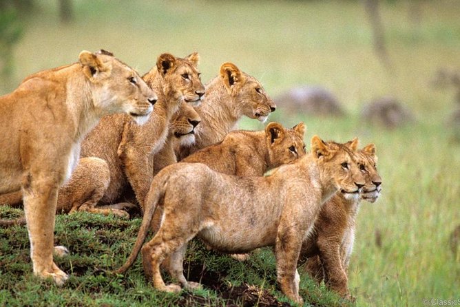 3-Days Safari to Murchison Falls National Park With Rhino Sanctuary Hike - Key Points