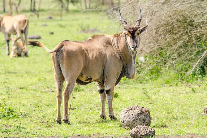 3-Days Safari to Murchison Falls National Park With Rhino Sanctuary Hike - Inclusions