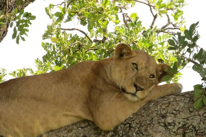 3-Days Safari to Murchison Falls National Park With Rhino Sanctuary Hike - Health and Accessibility