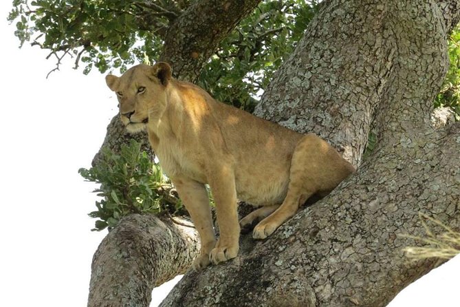 3-Days Safari to Murchison Falls National Park With Rhino Sanctuary Hike - Day 2: Rhino Sanctuary Hike