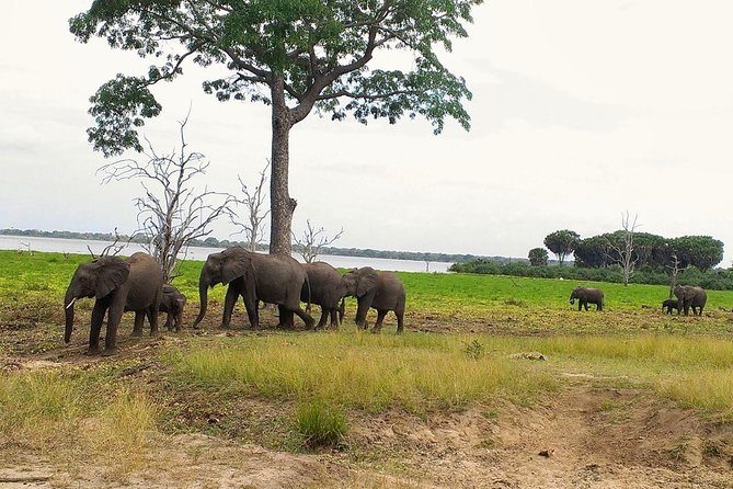 3 Days Safari to Nyerere National Park (Selous Game Reserve) - Key Points