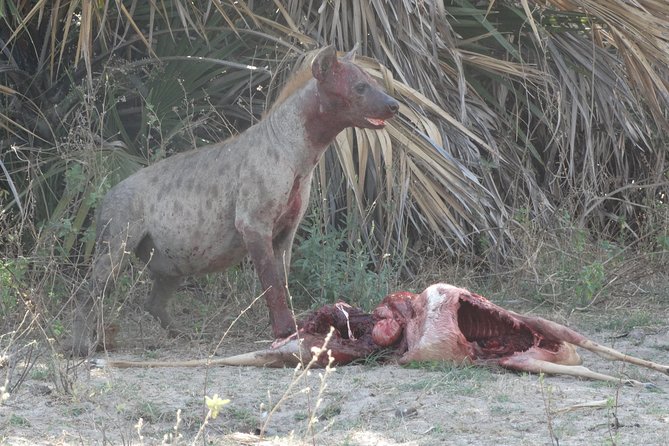 3 Days Safari to Nyerere National Park (Selous Game Reserve) - Pickup and Meeting Details