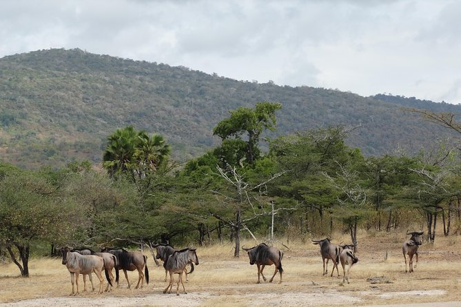 3 Days Safari to Nyerere National Park (Selous Game Reserve) - About Nyerere National Park