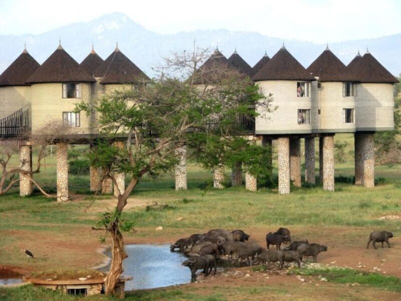 3 Days Safari to Saltlick Lodge From Nairobi - Day 1: Departure and Arrival