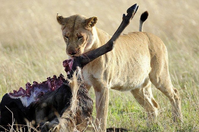 3 Days Safari to Selous Game Reserve - Arrival and Departure