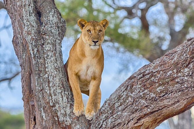 3 Days Safari to Serengeti National Park & Ngorongoro Crater in Tanzania - Ngorongoro Crater Highlights