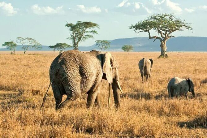 3 Days Safari to Serengeti National Park & Ngorongoro Crater in Tanzania - Meals and Dining Options
