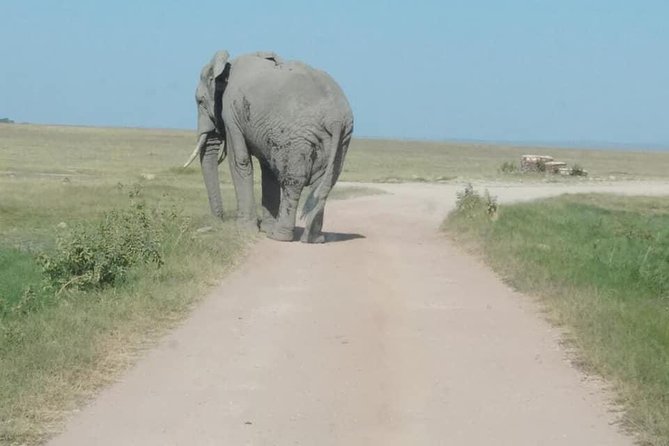 3 Days Safari Tsavo East and Amboseli National Park. - Game Drives and Activities