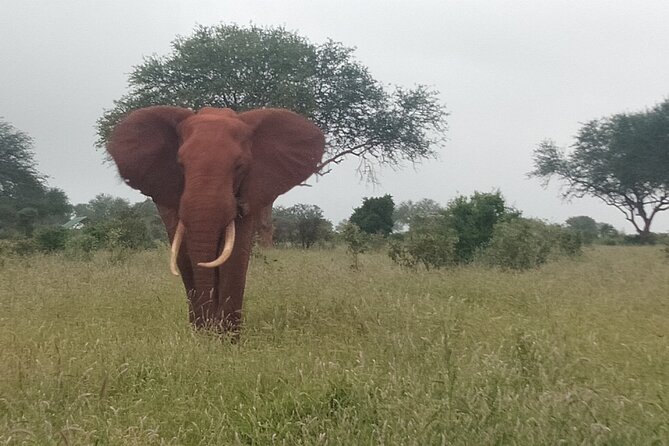 3 Days Safari Tsavo East and Amboseli National Park. - Meeting and Pickup Information