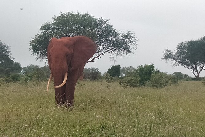 3 Days Safari Tsavo East and Amboseli National Park. - Accessibility and Participation