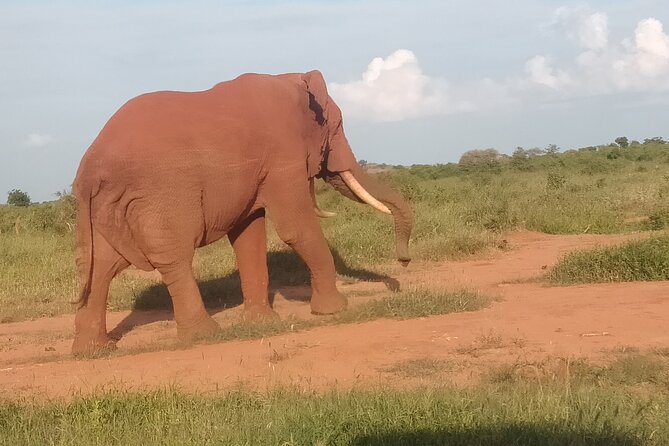 3 Days Safari Tsavo East and Amboseli National Park. - Sightseeing and Exploration