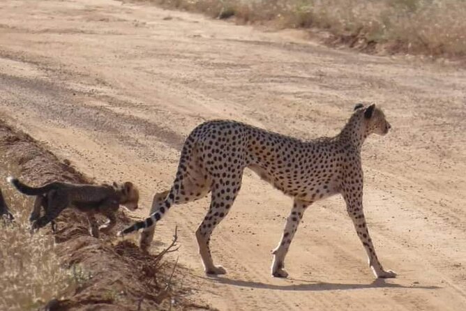 3 Days Safari Tsavo East and Taita Hills Saltlick Lodge - Wildlife Sightings in Tsavo East