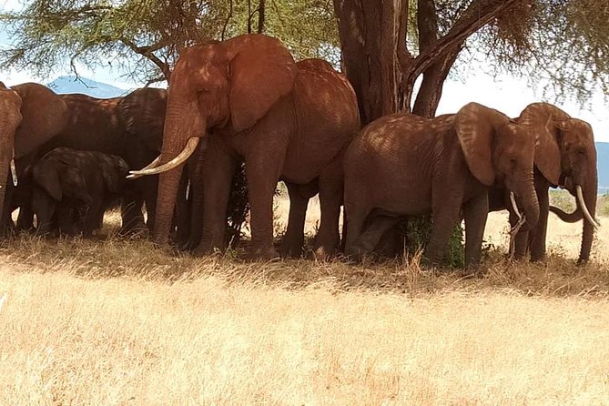 3 Days Safari Tsavo East and Taita Hills (Saltlick Lodge) - Key Points