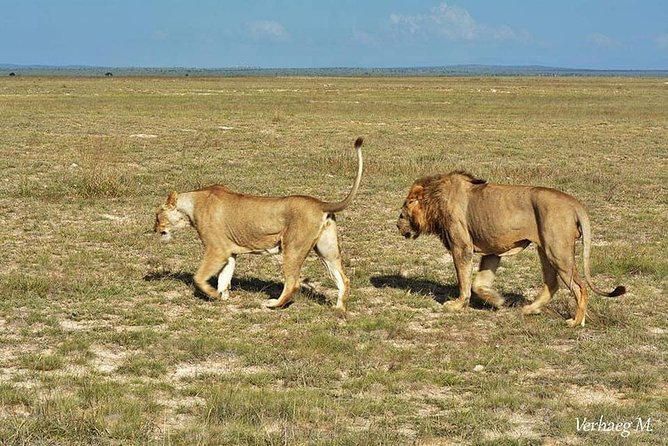3 Days Safari Tsavo East and Taita Hills (Saltlick Lodge) - Transportation and Pickup