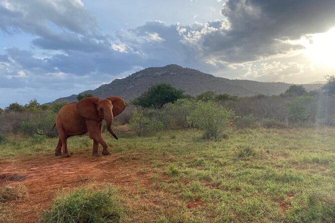 3 Days Safari Tsavo East and Taita Hills (Saltlick Lodge) - Included Services and Amenities