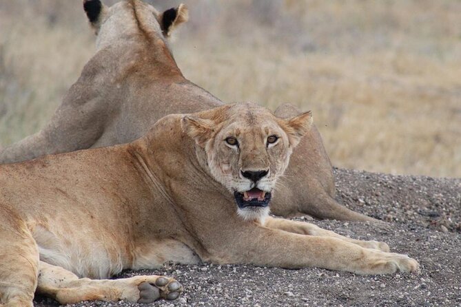 3 Days Safari Tsavo East and Taita Hills (Saltlick Lodge) - Accessibility and Accommodations