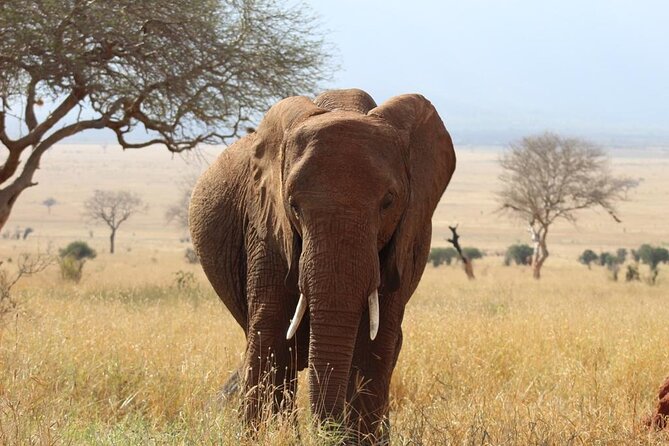 3 Days Safari Tsavo East and Taita Hills (Saltlick Lodge) - Customer Reviews and Ratings