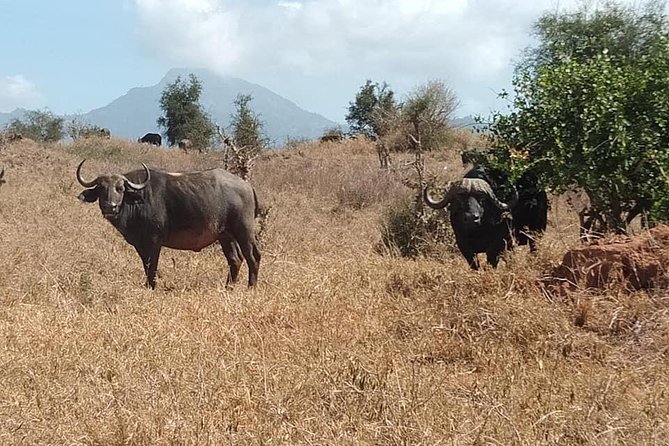 3 Days Safari Tsavo East and Taita Hills (Saltlick Lodge) - Additional Information