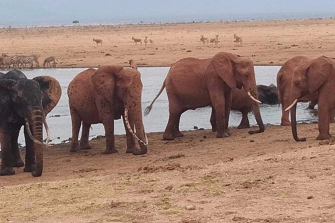 3 Days Safari Tsavo East and West - Key Points