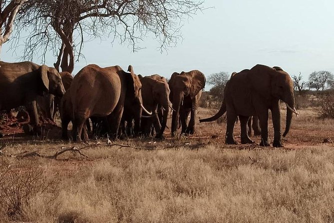 3 Days Safari Tsavo East and West - Highlights of Tsavo East