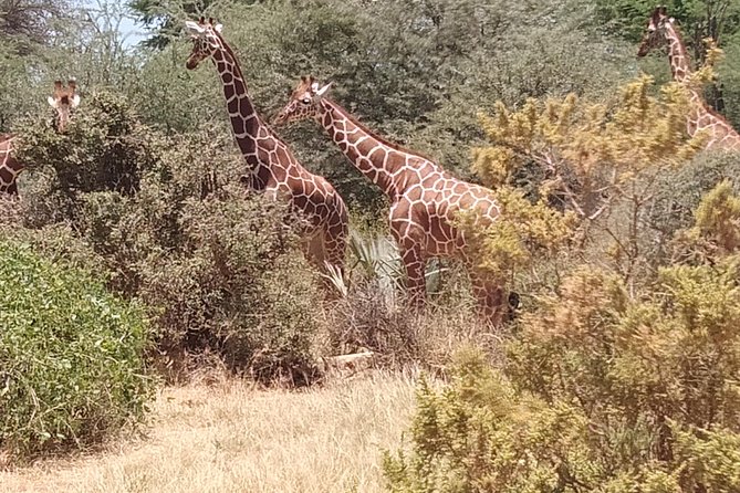 3 Days Safari Tsavo East and West - Exploring Tsavo West
