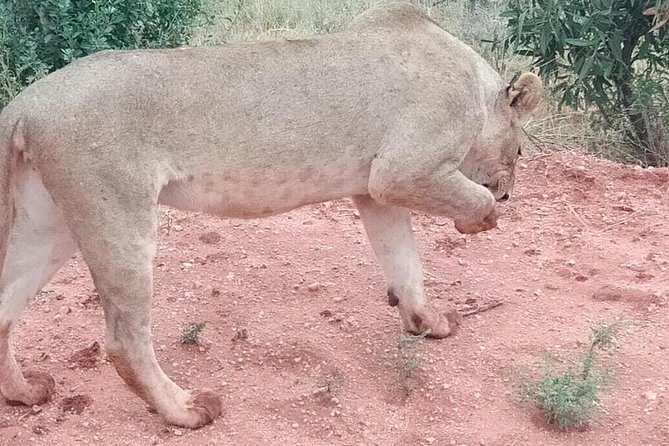 3 Days Safari Tsavo East and West - Pickup and Logistics