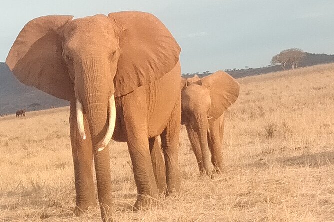 3 Days Safari Tsavo East and West - Customer Reviews
