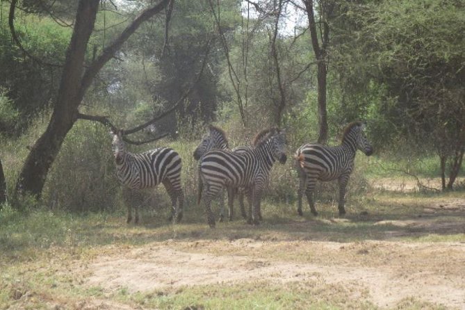 3 Days Selous Game Reserve Fly From Zanzibar - Pickup and Departure