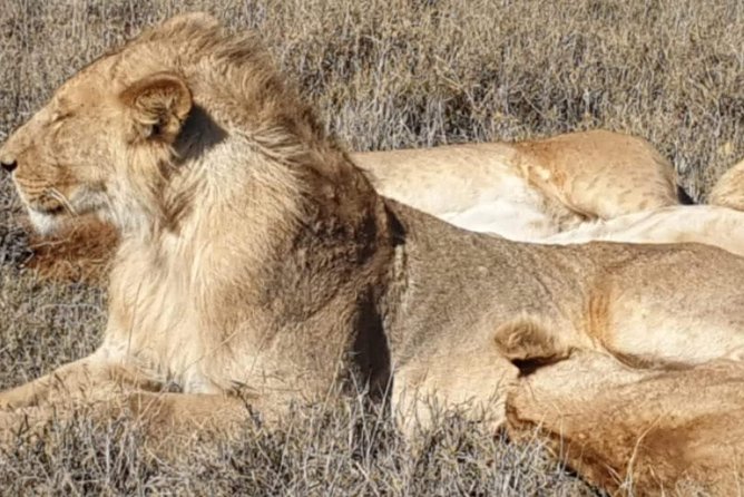3 Days Selous Game Reserve Fly From Zanzibar - Accessibility and Health Considerations