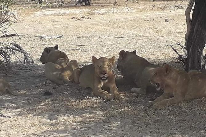 3 Days Selous Game Reserve Fly From Zanzibar - Pricing and Cancellation