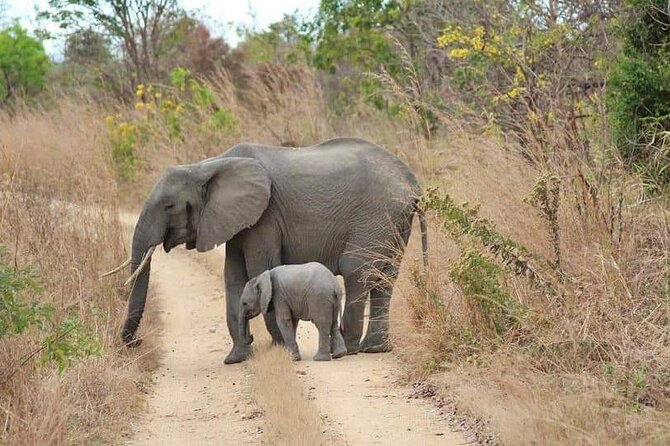 3 Days Selous (Nyerere National Park) - Transportation and Transfers