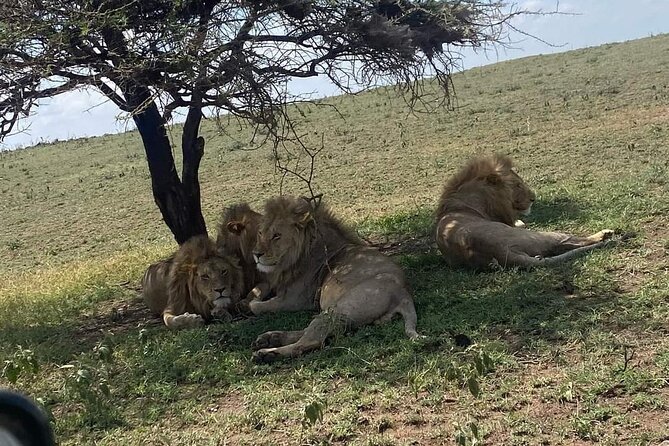 3 Days Selous (Nyerere National Park) - Activities and Wildlife Viewing