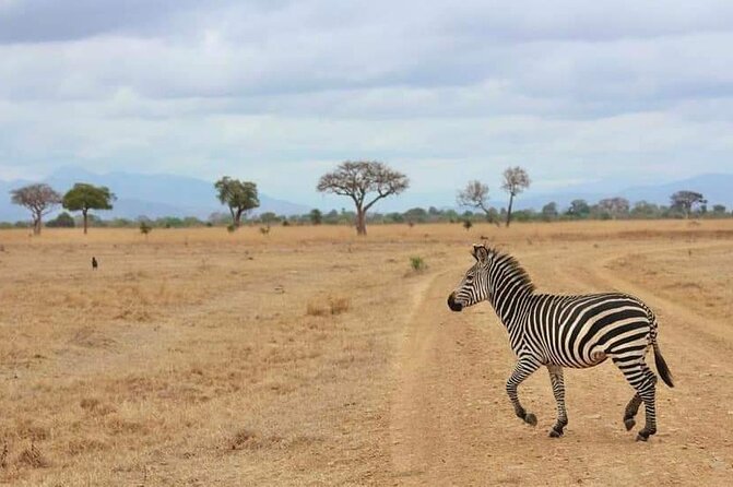 3 Days Selous (Nyerere National Park) - Photography and Birdwatching