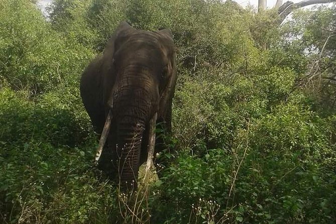 3 Days Serengeti National Park From Zanzibar - Overview of the Tour