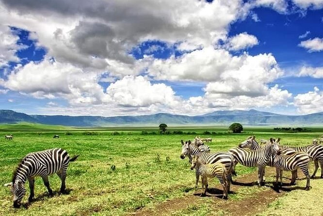 3 Days Serengeti National Park From Zanzibar - Pickup Information