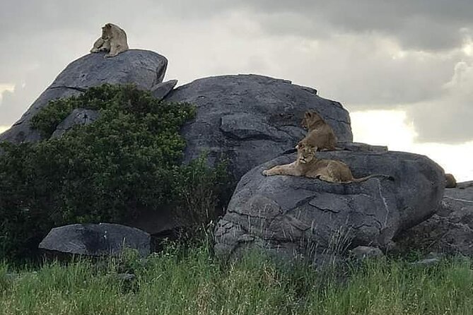 3 Days Serengeti National Park From Zanzibar - Pricing Details