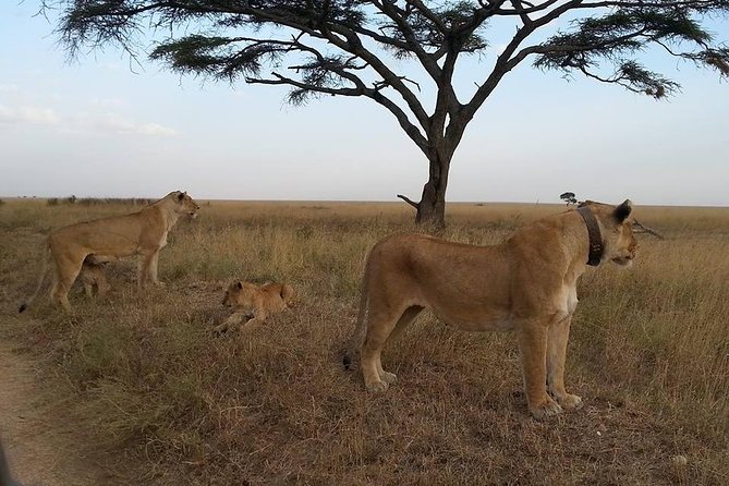 3 Days Serengeti National Park From Zanzibar - Traveler Considerations