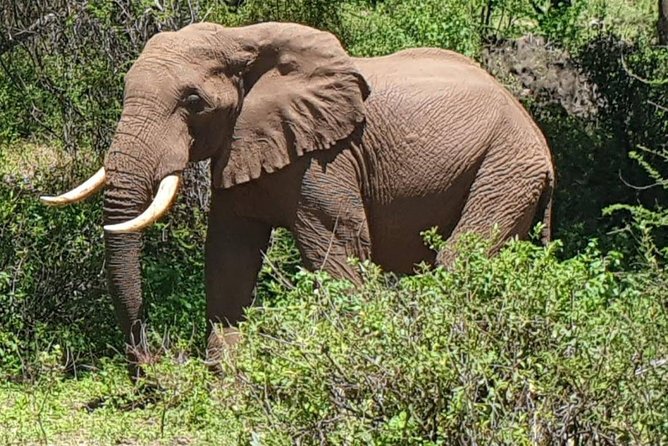 3 Days Serengeti National Park From Zanzibar - Tips for a Great Experience