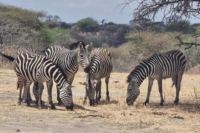 3 Days Serengeti & Ngorongoro Group - Transportation and Pickup