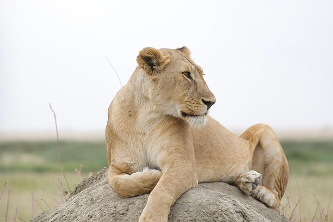 3 Days Serengeti & Ngorongoro Group - Meals and Dining
