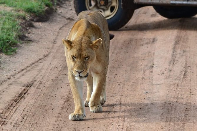 3 Days Serengeti & Ngorongoro Tour - Meeting and Pickup Locations