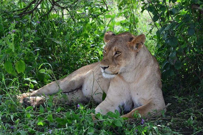 3 Days Serengeti & Ngorongoro Tour - Confirmation and Accessibility